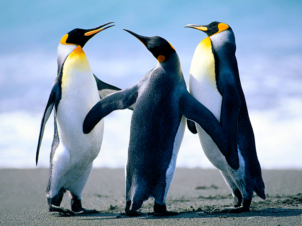 an image of a Penguins